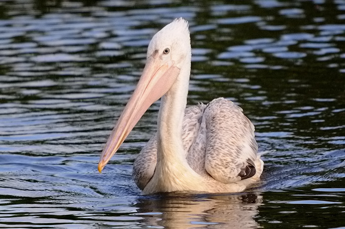 59.jpg - Kleine Pelikaan (Pink-Backed Pelican, Pelecanus rufescens). Molsbroek, Lokeren. 6/07/2008. Copyright: Joris Everaert. Nikon D300, Sigma APO 500mm f4.5 EX DG HSM