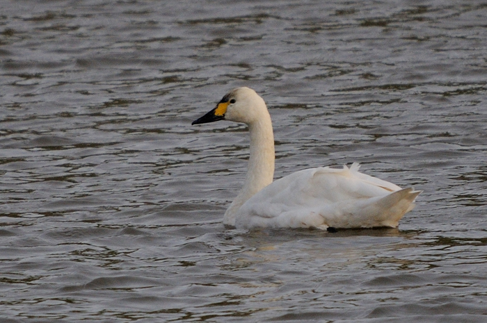 6.jpg - Kleine Zwaan (Tundra Swan, Cygnus columbianus). Linkeroever, Beveren. 27/01/2008. Copyright: Joris Everaert. Nikon D300, Sigma APO 500mm f4.5 EX DG HSM