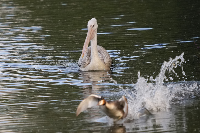 60.jpg - Kleine Pelikaan (Pink-Backed Pelican, Pelecanus rufescens). Molsbroek, Lokeren. 6/07/2008. Copyright: Joris Everaert. Nikon D300, Sigma APO 500mm f4.5 EX DG HSM