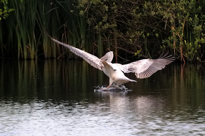 61.jpg - Kleine Pelikaan (Pink-Backed Pelican, Pelecanus rufescens). Molsbroek, Lokeren. 6/07/2008. Copyright: Joris Everaert. Nikon D300, Sigma APO 500mm f4.5 EX DG HSM