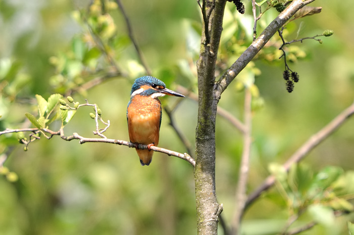 63.jpg - IJsvogel (Common Kingfisher, Alcedo atthis). Molsbroek, Lokeren. 23/07/2008. Copyright: Joris Everaert. Nikon D300, Sigma APO 500mm f4.5 EX DG HSM