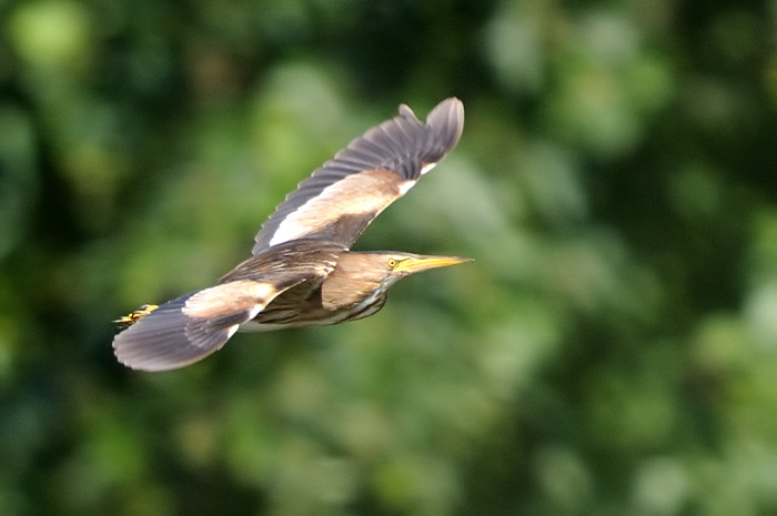 65.jpg - v. Woudaap (Little Bittern, Ixobrychus minutus). Molsbroek, Lokeren. 25/07/2008. Copyright: Joris Everaert. Nikon D300, Sigma APO 500mm f4.5 EX DG HSM