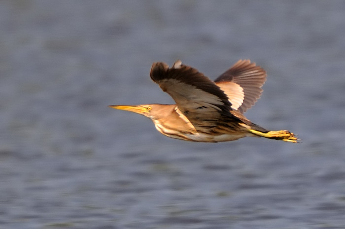 66.jpg - v. Woudaap (Little Bittern, Ixobrychus minutus). Molsbroek, Lokeren. 25/07/2008. Copyright: Joris Everaert. Nikon D300, Sigma APO 500mm f4.5 EX DG HSM