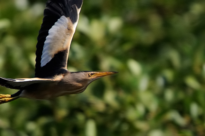 68.jpg - m. Woudaap (Little Bittern, Ixobrychus minutus). Molsbroek, Lokeren. 25/07/2008. Copyright: Joris Everaert. Nikon D300, Sigma APO 500mm f4.5 EX DG HSM