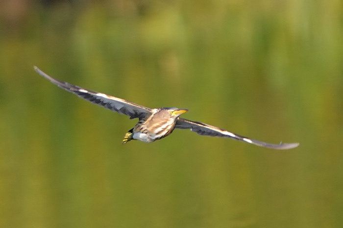 69.jpg - v. Woudaap (Little Bittern, Ixobrychus minutus). Molsbroek, Lokeren. 27/07/2008. Copyright: Joris Everaert. Nikon D300, Sigma APO 500mm f4.5 EX DG HSM