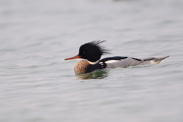 7.jpg - Middelste Zaagbek (Red-breasted Merganser, Mergus serrator). Achterhaven, Zeebrugge. 29/01/2008. Copyright: Joris Everaert. Nikon D300, Sigma APO 500mm f4.5 EX DG HSM