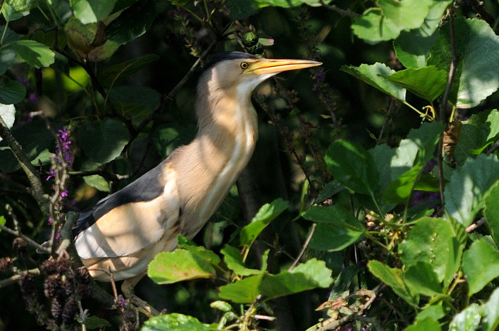 70.jpg - m. Woudaap (Little Bittern, Ixobrychus minutus). Molsbroek, Lokeren. 27/07/2008. Copyright: Joris Everaert. Nikon D300, Sigma APO 500mm f4.5 EX DG HSM