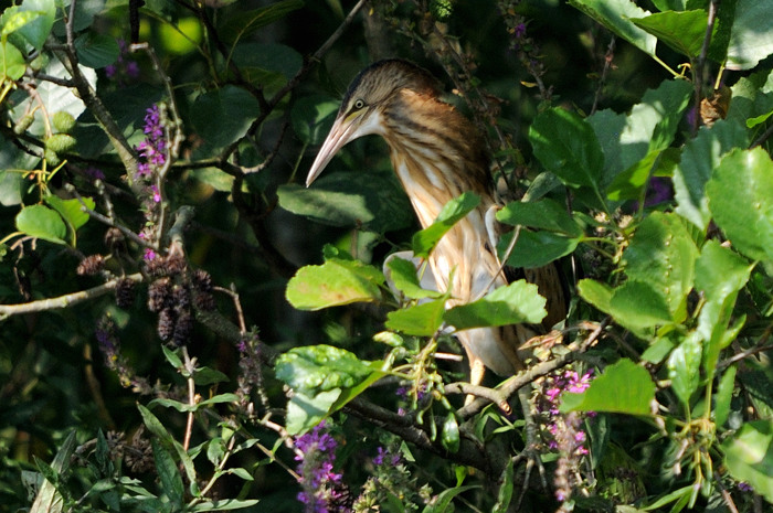 71.jpg - juv. Woudaap (Little Bittern, Ixobrychus minutus). Molsbroek, Lokeren. 27/07/2008. Copyright: Joris Everaert. Nikon D300, Sigma APO 500mm f4.5 EX DG HSM