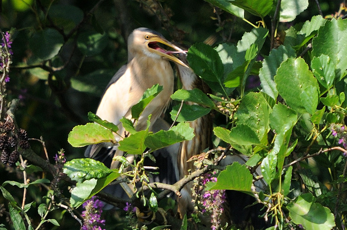 72.jpg - m.+juv. Woudaap (Little Bittern, Ixobrychus minutus). Molsbroek, Lokeren. 27/07/2008. Copyright: Joris Everaert. Nikon D300, Sigma APO 500mm f4.5 EX DG HSM