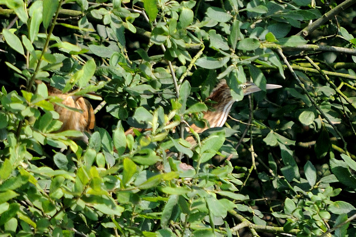 73.jpg - 2 juv. Woudaap (Little Bittern, Ixobrychus minutus). Molsbroek, Lokeren. 27/07/2008. Copyright: Joris Everaert. Nikon D300, Sigma APO 500mm f4.5 EX DG HSM