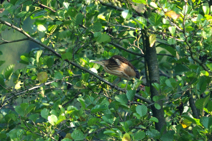 74.jpg - juv. Woudaap (Little Bittern, Ixobrychus minutus). Molsbroek, Lokeren. 27/07/2008. Copyright: Joris Everaert. Nikon D300, Sigma APO 500mm f4.5 EX DG HSM