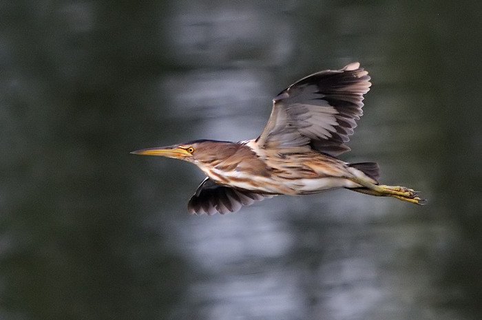 76.jpg - v. Woudaap (Little Bittern, Ixobrychus minutus). Molsbroek, Lokeren. 29/07/2008. Copyright: Joris Everaert. Nikon D300, Sigma APO 500mm f4.5 EX DG HSM