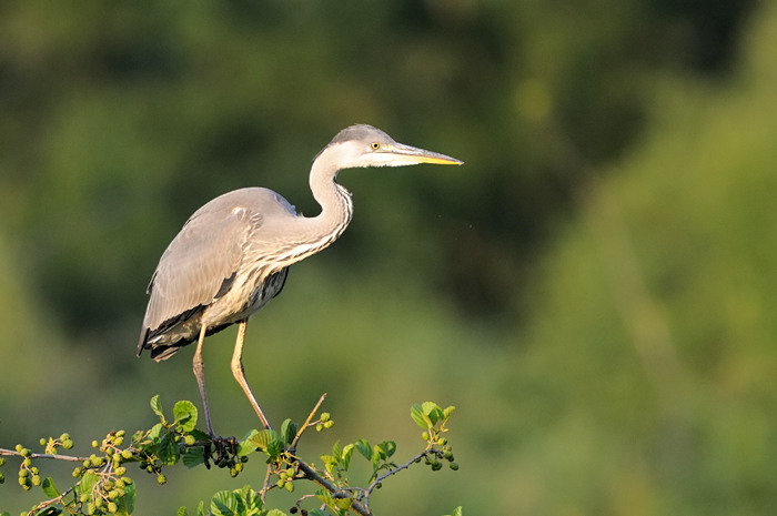 78.jpg - Blauwe Reiger (Grey Heron, Ardea cinerea). Molsbroek, Lokeren. 29/07/2008. Copyright: Joris Everaert. Nikon D300, Sigma APO 500mm f4.5 EX DG HSM