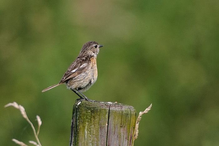 79.jpg - v. Roodborsttapuit (Common Stonechat, Saxicola torquata). Scheldebroeken, Berlare. Sept. 2008. Copyright: Joris Everaert. Nikon D300, Sigma APO 500mm f4.5 EX DG HSM