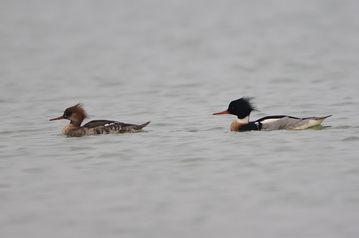 8.jpg - Middelste Zaagbek (Red-breasted Merganser, Mergus serrator). Achterhaven, Zeebrugge. 29/01/2008. Copyright: Joris Everaert. Nikon D300, Sigma APO 500mm f4.5 EX DG HSM