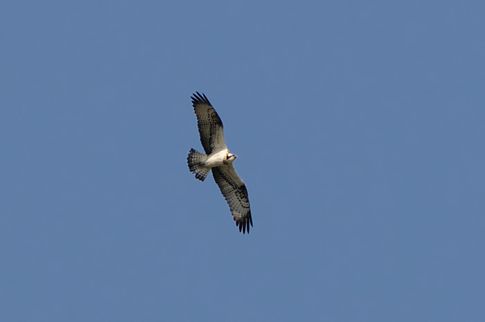 80.jpg - Visarend (Osprey, Pandion haliaetus). Molsbroek, Lokeren. 14/09/2008. Copyright: Joris Everaert. Nikon D300, Sigma APO 500mm f4.5 EX DG HSM