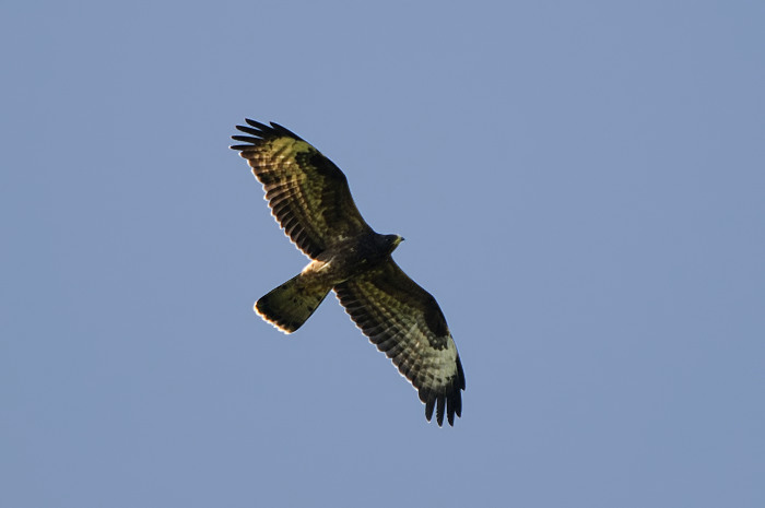 81.jpg - Wespendief (Honey-buzzard, Pernis apivorus). Molsbroek, Lokeren. 14/09/2008. Copyright: Joris Everaert. Nikon D300, Sigma APO 500mm f4.5 EX DG HSM