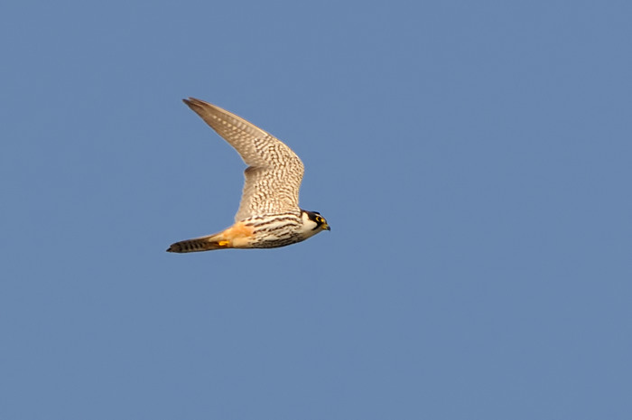 82.jpg - Boomvalk (Hobby, Falco subbuteo). Groot Rietveld, Beveren. 14/09/2008. Copyright: Joris Everaert. Nikon D300, Sigma APO 500mm f4.5 EX DG HSM