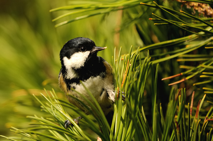 83.jpg - Zwarte Mees (Coal Tit, Parus ater). Zeebrugge. 11/10/2008. Copyright: Joris Everaert. Nikon D300, Sigma APO 500mm f4.5 EX DG HSM