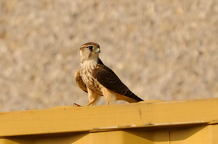 84.jpg - Smelleken (Merlin, Falco columbarius). Voorhaven, Zeebrugge. 11/10/2008. Copyright: Joris Everaert. Nikon D300, Sigma APO 500mm f4.5 EX DG HSM