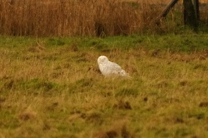 85.jpg - Sneeuwuil (Snowy Owl, Nyctea scandiaca). Uitkerkse Polders. 11/12/2008. Copyright: Joris Everaert. Nikon D300, Sigma APO 500mm f4.5 EX DG HSM