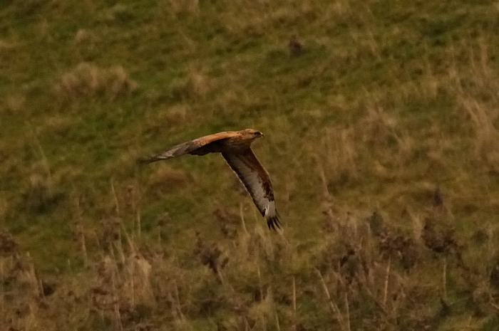 86.jpg - Arendbuizerd (Long-legged Buzzard, Buteo rufinus). Beveren. 21/12/2008. Copyright: Joris Everaert. Nikon D300, Sigma APO 500mm f4.5 EX DG HSM