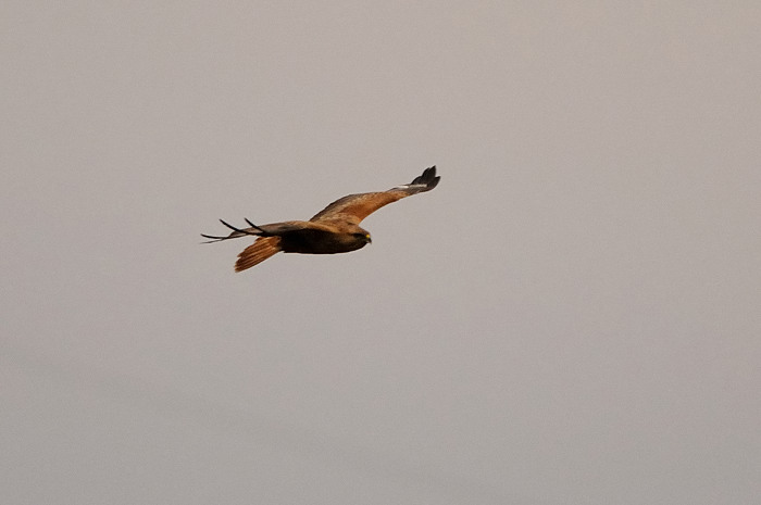 87.jpg - Arendbuizerd (Long-legged Buzzard, Buteo rufinus). Beveren. 21/12/2008. Copyright: Joris Everaert. Nikon D300, Sigma APO 500mm f4.5 EX DG HSM