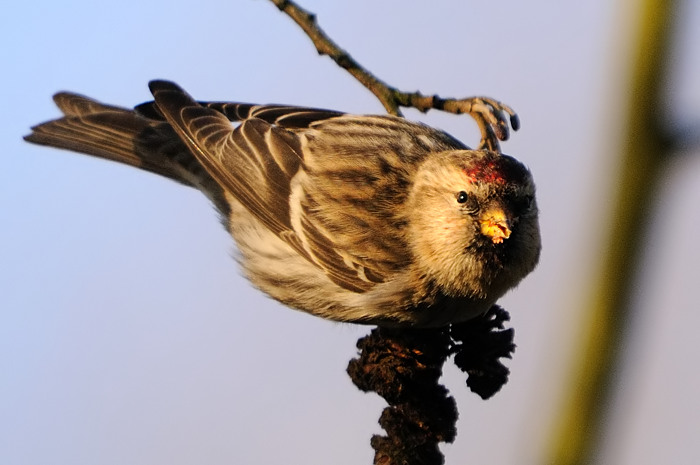 88.jpg - Grote Barmsijs (Common Redpoll, Carduelis flammea). Molsbroek, Lokeren. 26/12/2008. Copyright: Joris Everaert. Nikon D300, Sigma APO 500mm f4.5 EX DG HSM