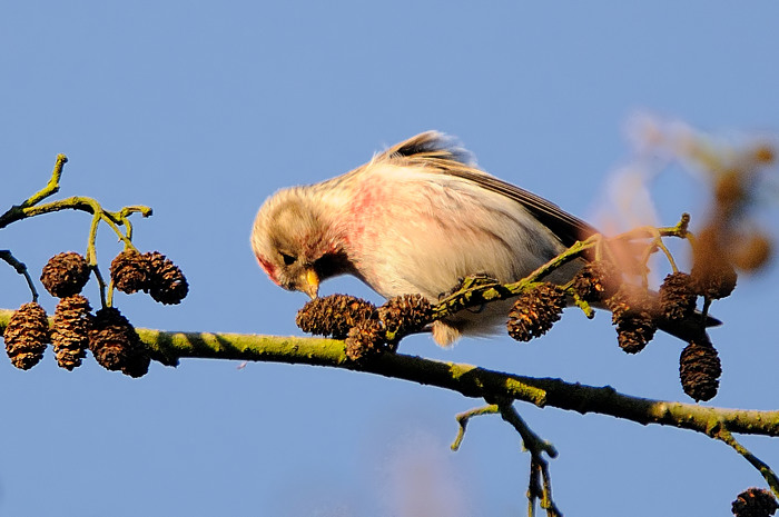 89.jpg - Grote Barmsijs (Common Redpoll, Carduelis flammea). Molsbroek, Lokeren. 26/12/2008. Copyright: Joris Everaert. Nikon D300, Sigma APO 500mm f4.5 EX DG HSM