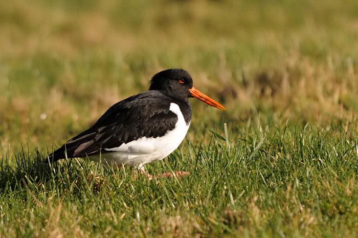 9.jpg - Scholekster (Oystercatcher, Haematopus ostralegus). Achterhaven, Zeebrugge. 2/02/2008. Copyright: Joris Everaert. Nikon D300, Sigma APO 500mm f4.5 EX DG HSM