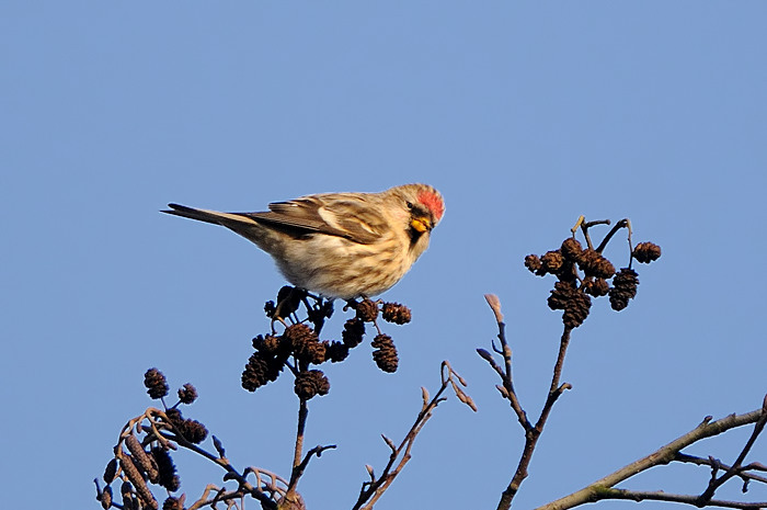 90.jpg - Grote Barmsijs (Common Redpoll, Carduelis flammea). Molsbroek, Lokeren. 26/12/2008. Copyright: Joris Everaert. Nikon D300, Sigma APO 500mm f4.5 EX DG HSM