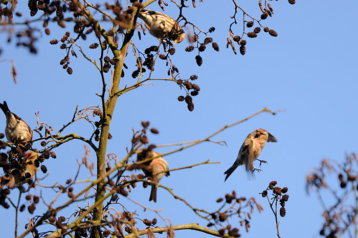 91.jpg - Grote Barmsijs (Common Redpoll, Carduelis flammea). Molsbroek, Lokeren. 26/12/2008. Copyright: Joris Everaert. Nikon D300, Sigma APO 500mm f4.5 EX DG HSM