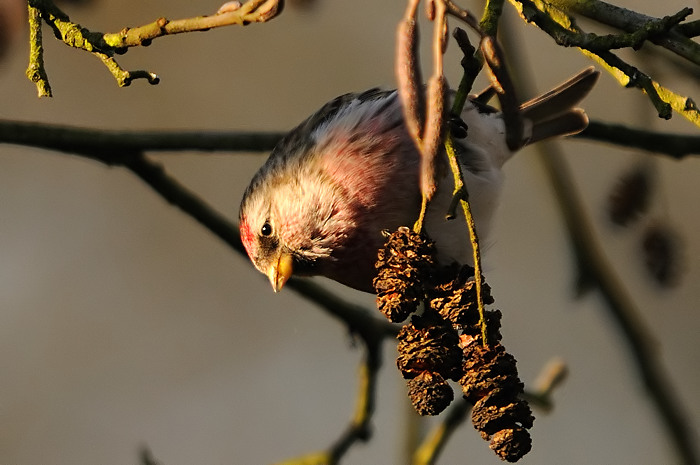 92.jpg - Grote Barmsijs (Common Redpoll, Carduelis flammea). Molsbroek, Lokeren. 27/12/2008. Copyright: Joris Everaert. Nikon D300, Sigma APO 500mm f4.5 EX DG HSM