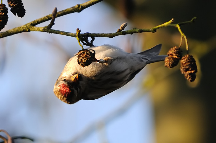 93.jpg - Grote Barmsijs (Common Redpoll, Carduelis flammea). Molsbroek, Lokeren. 27/12/2008. Copyright: Joris Everaert. Nikon D300, Sigma APO 500mm f4.5 EX DG HSM