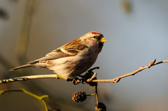 94.jpg - Grote Barmsijs (Common Redpoll, Carduelis flammea). Molsbroek, Lokeren. 27/12/2008. Copyright: Joris Everaert. Nikon D300, Sigma APO 500mm f4.5 EX DG HSM