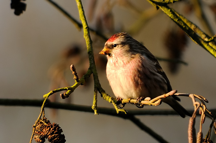 95.jpg - Grote Barmsijs (Common Redpoll, Carduelis flammea). Molsbroek, Lokeren. 27/12/2008. Copyright: Joris Everaert. Nikon D300, Sigma APO 500mm f4.5 EX DG HSM