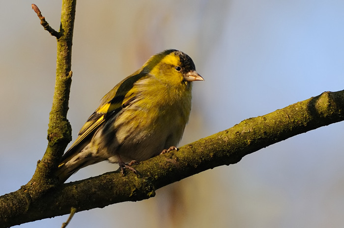 96.jpg - Sijs (Siskin, Carduelis spinus). Molsbroek, Lokeren. 27/12/2008. Copyright: Joris Everaert. Nikon D300, Sigma APO 500mm f4.5 EX DG HSM