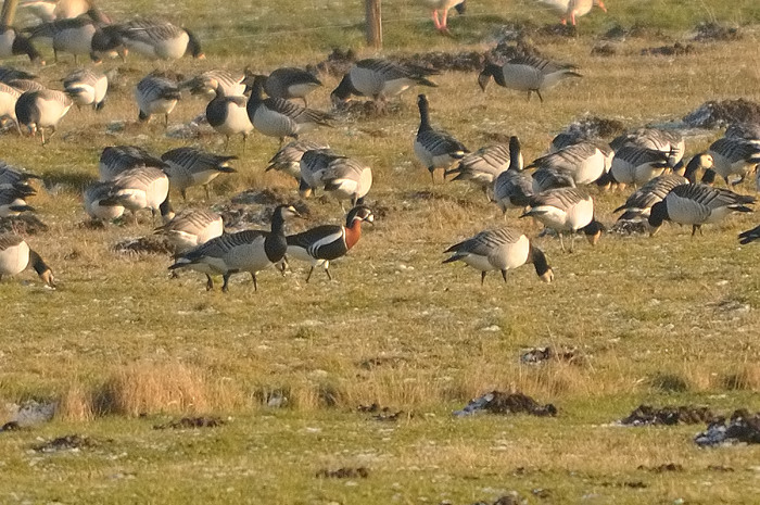 97.jpg - Roodhalsgans (Red-breasted Goose, Branta ruficollis). Zeeland. 30/12/2008. Copyright: Joris Everaert. Nikon D300, Sigma APO 500mm f4.5 EX DG HSM