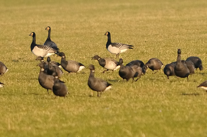 98.jpg - Witbuikrotgans (Pale-bellied Brent Goose, Branta hrota). Zeeland. 30/12/2008. Copyright: Joris Everaert. Nikon D300, Sigma APO 500mm f4.5 EX DG HSM