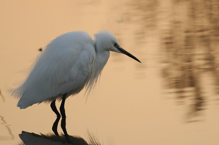 99.jpg - Kleine Zilverreiger (Little Egret, Egretta garzetta). Zeeland. 30/12/2008. Copyright: Joris Everaert. Nikon D300, Sigma APO 500mm f4.5 EX DG HSM