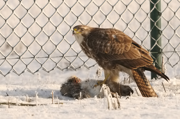 5.jpg - Buizerd (Common Buzzard, Buteo buteo). Verrebroekse plassen. 9/01/2009. Copyright: Joris Everaert. Nikon D300, Sigma APO 500mm f4.5 EX DG HSM