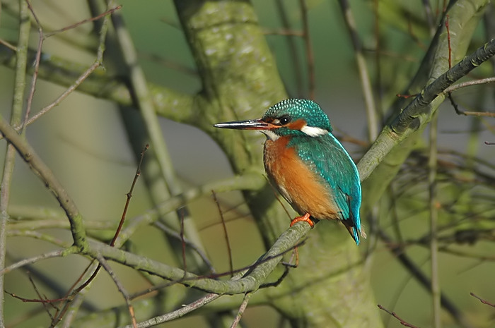 11.jpg - IJsvogel. De Zeurt. Schoten. 13/01/2006. Foto: Joris Everaert. Nikon D70, Nikon AF-S ED 300mm f4 met TC-14EII 1.4x