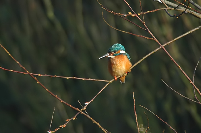 12.jpg - IJsvogel. De Zeurt, Schoten. 13/01/2006. Foto: Joris Everaert. Nikon D70, Nikon AF-S ED 300mm f4 met TC-14EII 1.4x