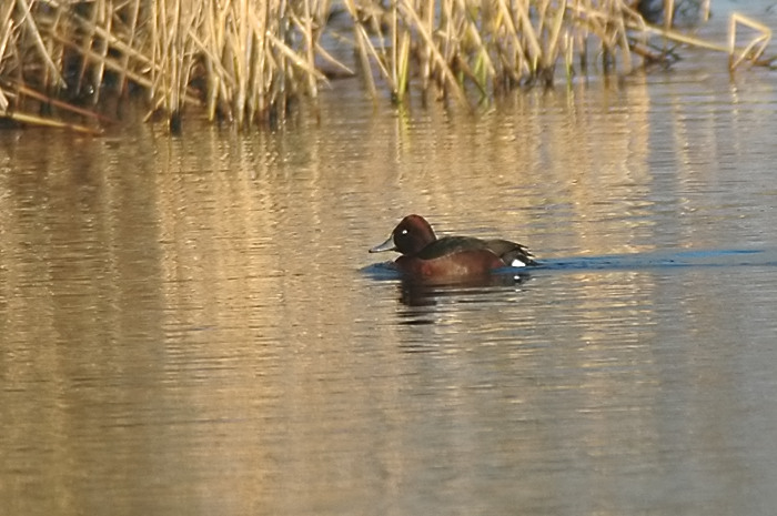 13.jpg - Witoogeend (m). Hamputten, Waasmunster. 14/01/2006. Foto: Joris Everaert. Nikon D70, Nikon AF-S ED 300mm f4 met TC-14EII 1.4x