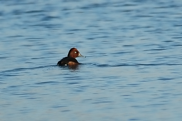 14.jpg - Witoogeend (m). Hamputten, Waasmunster. 14/01/2006. Foto: Joris Everaert. Nikon D70, Nikon AF-S ED 300mm f4 met TC-14EII 1.4x