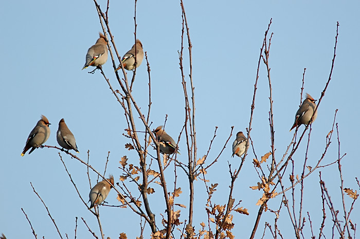 16.jpg - Pestvogel. De Zeurt, Schoten. 27/01/2006. Foto: Joris Everaert. Nikon D70, Nikon AF-S ED 300mm f4 met TC-14EII 1.4x