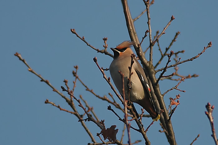 17.jpg - Pestvogel. De Zeurt, Schoten. 27/01/2006. Foto: Joris Everaert. Nikon AF-S ED 300mm f4 met TC-14EII 1.4x