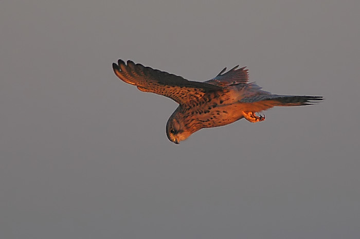 18.jpg - Torenvalk. Flaauwers Inlaag, Zeeland. 29/01/2006. Foto: Joris Everaert. Nikon D70, Nikon AF-S ED 300mm f4 met TC-14EII 1.4x