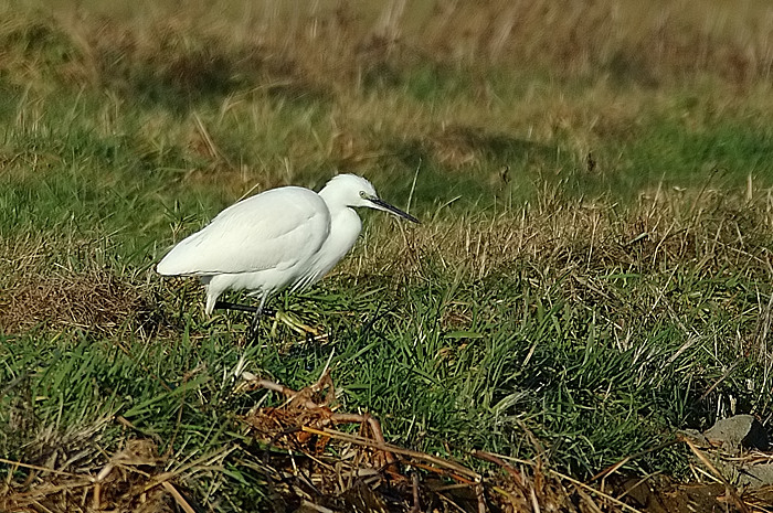 2.jpg - Kleine Zilverreiger. Tholen (Ned). 9/01/2006. Foto: Joris Everaert. Nikon D70, Nikon AF-S ED 300mm f4 met TC-14EII 1.4x