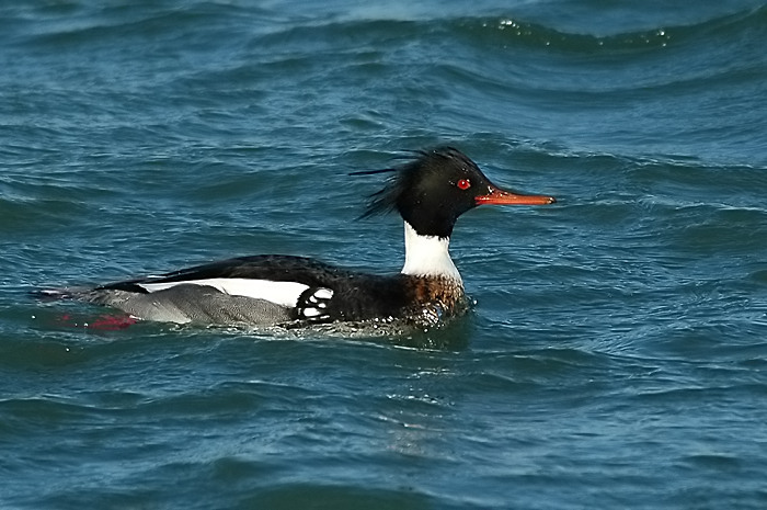 20.jpg - Middelste Zaagbek. Brouwersdam, Zeeland. 29/01/2006. Foto: Joris Everaert. Nikon D70, Nikon AF-S ED 300mm f4 met TC-14EII 1.4x